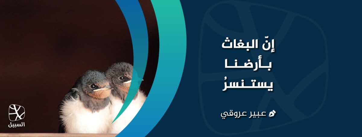 البغاث